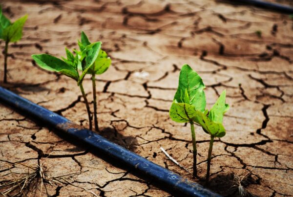 A photo of dry cracked soil with small green plant seedlings growing alongside an irrigation hose.