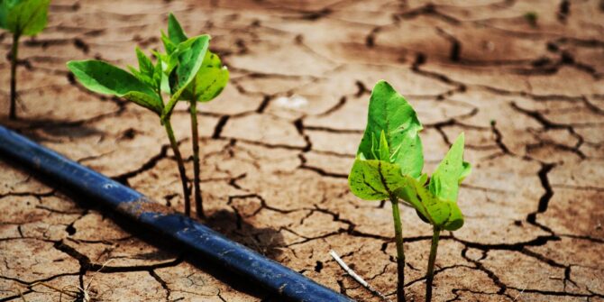 A photo of dry cracked soil with small green plant seedlings growing alongside an irrigation hose.