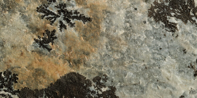 A close-up, top-down view of a textured rock surface in shades of grey and tan, with black, branching lichen formations.