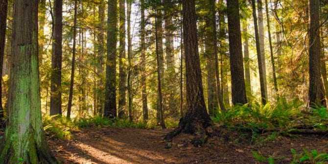 Good-explorers-keep-forest-clean-in-BC