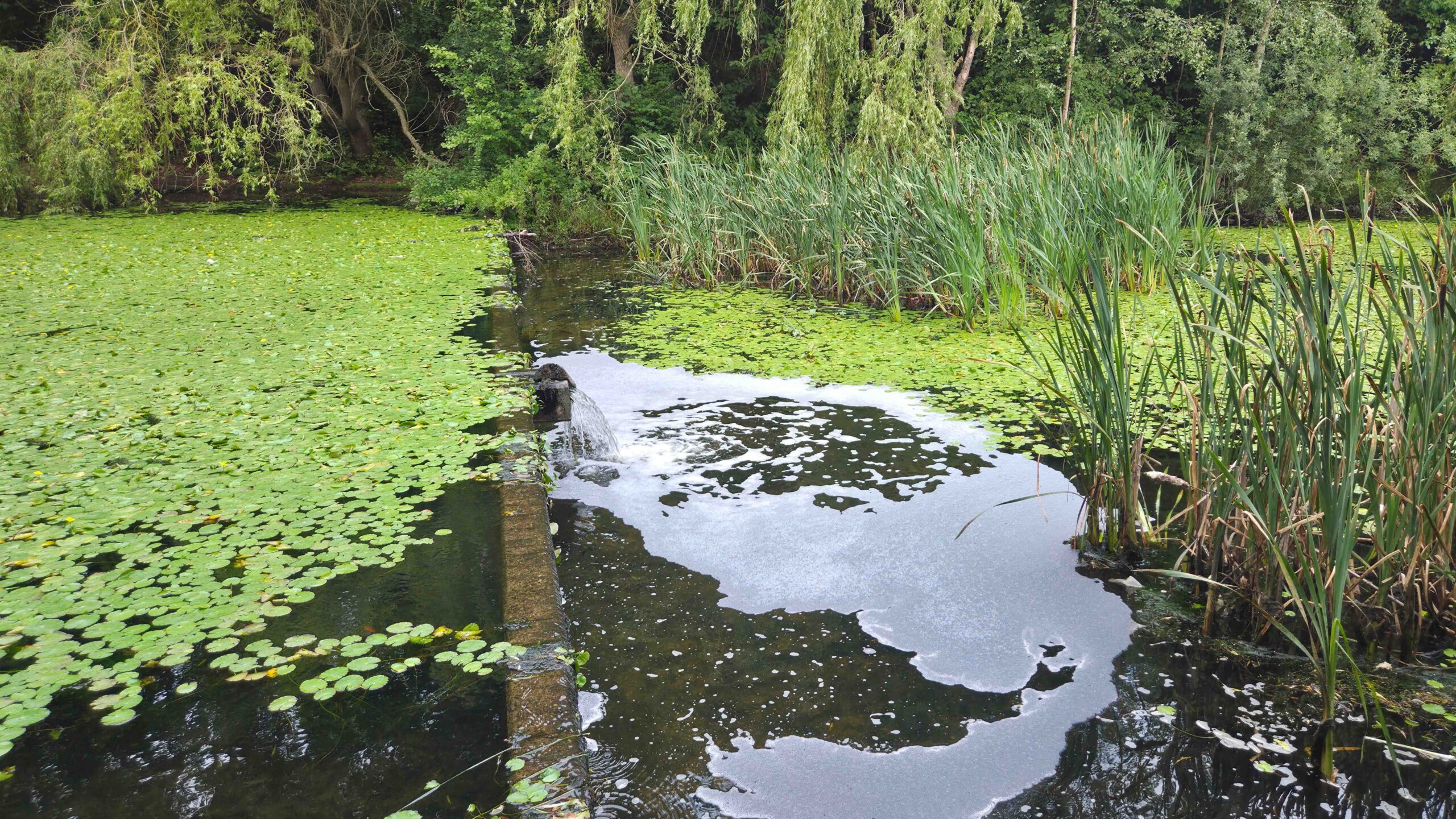 Foam on a pond indicating possible PFAS presence.