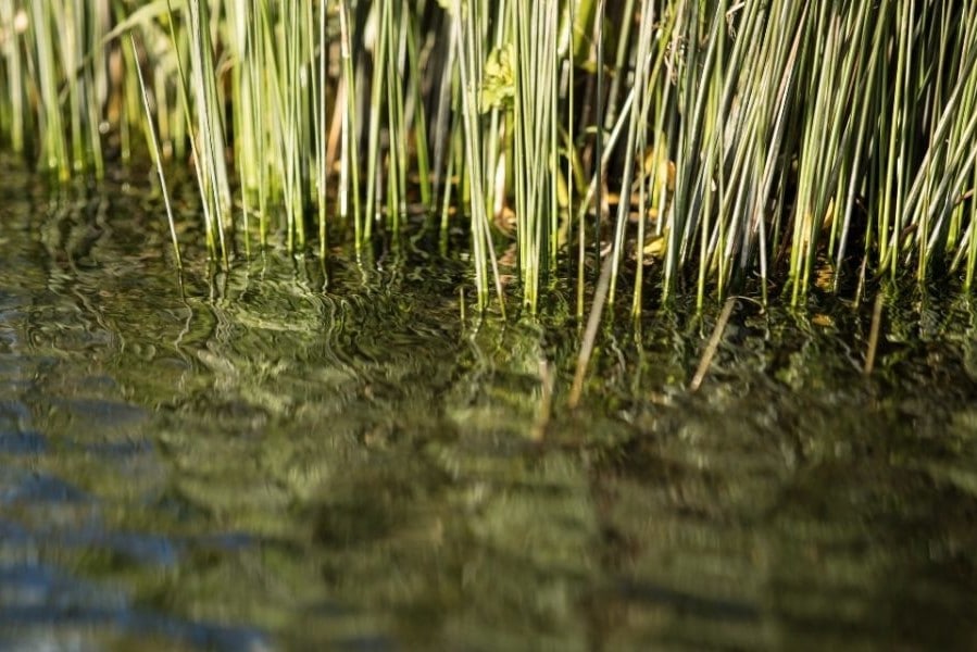 Using 3d insights to make better decisions for Italy’s wetlands