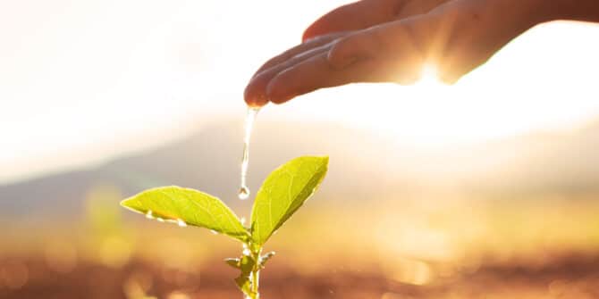 a photo of water flowing out of a hand on to a single, small, two leaf plant
