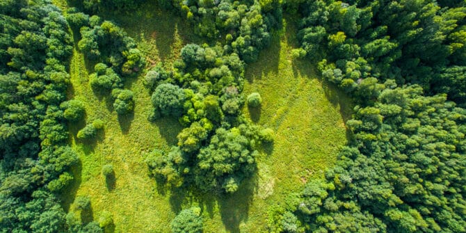 Welcome to the environment’s longest serving hero trees