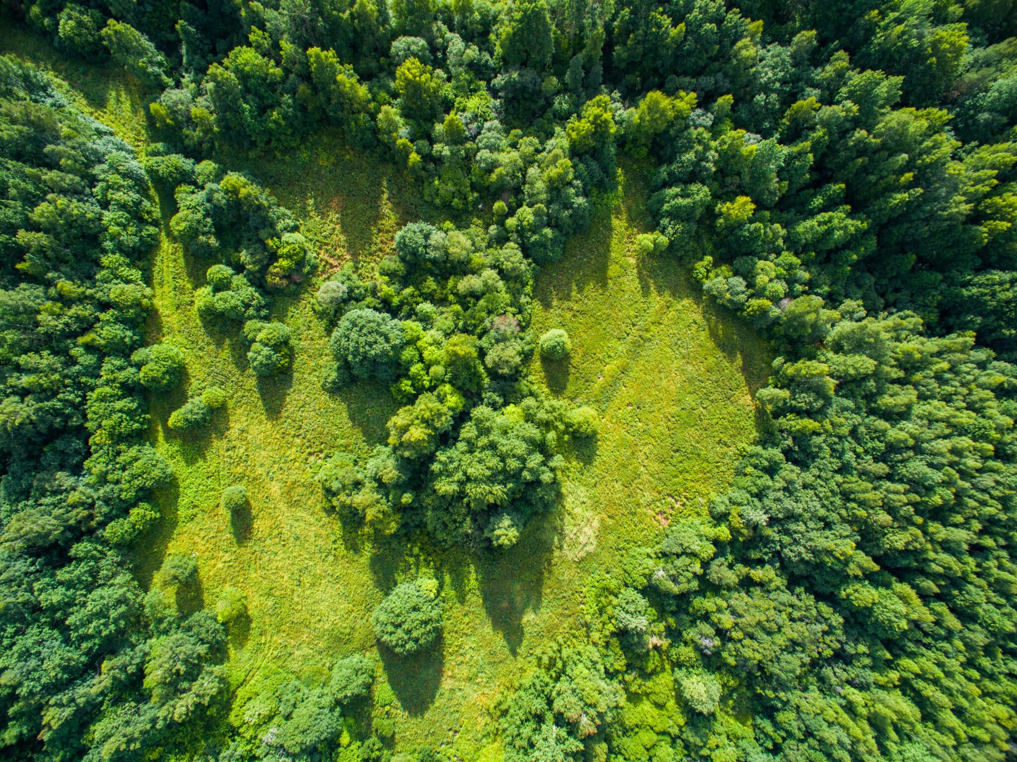 Les damos la bienvenida a los héroes medioambientales: los árboles más longevos