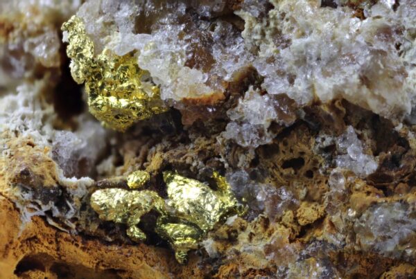 A close-up photo of native gold embedded in a white and brown rock.